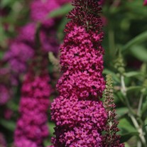 'Miss Molly'  Butterfly Bush