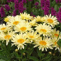 'Banana Cream' II Yellow Daisy's