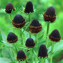 'Green Wizard'  Coneflower