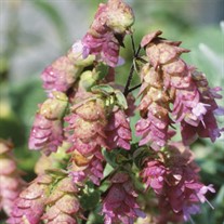 Kent Beauty Ornamental Oregano
