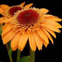 'Supreme Cantaloupe'  Double Coneflower