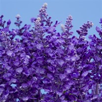 Salvia Cathedral ™ Deep Blue