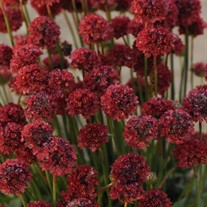 'Ballerina Red'