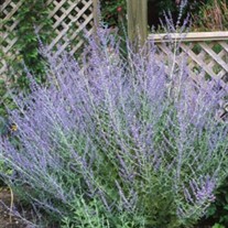 Russian Sage