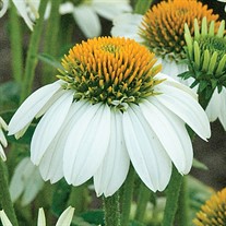 'Pow Wow White' Coneflower