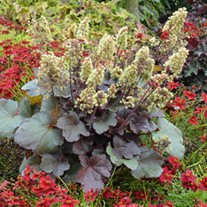 'Blondie' Little Cutie™ Series