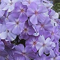 Tall Phlox 'Blue Boy'