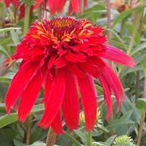 Double Scoop Orange Berry