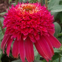 'Double Scoop Raspberry'