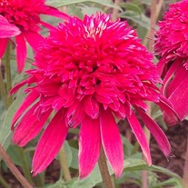 'Double Scoop Cranberry'  ppaf