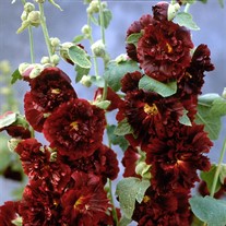 'Double Scarlet'  Hollyhock