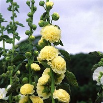 'Double Yellow'  Hollyhock