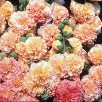 'Peaches & Dream'  Hollyhock