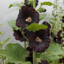 Hollyhock 'Nigra'