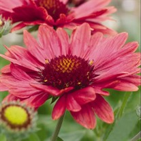 'Arizona Red Shades'