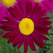 Red Painted Daisies