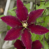 'Niobe' Clematis Vine