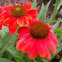 Sombrero™ 'Hot Coral' Coneflower