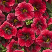 Superbells® Pomegranate Punch 