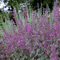 'Bolero' Agastache Hyssop