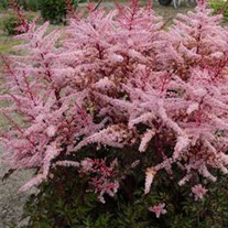 Astilbe 'Deft Lace' False Spirea