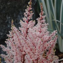 Astilbe 'Look at Me' False Sprirea
