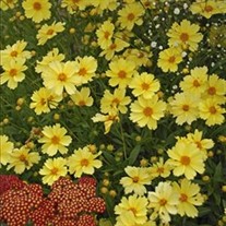 'Full Moon' Coreopsis Tickseed