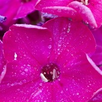 'Starfire' Tall Garden Phlox