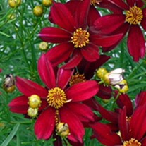 'RED SATIN' Tickseed
