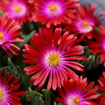 'Garnet' Jewel of Desert Garnet Delosperma ICE PLANT