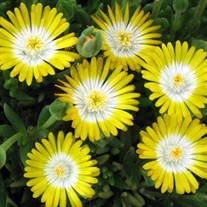 'Peridot' Jewel of Desert Peridot ICE PLANT