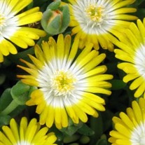 'Peridot' Jewel of Desert Peridot ICE PLANT