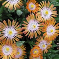 'Topaz' Jewel of Desert Topaz ICE PLANT