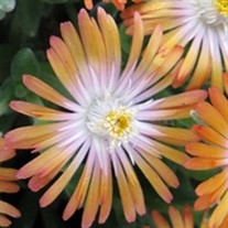'Topaz' Jewel of Desert Topaz ICE PLANT