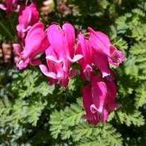 Burning Hearts 'King of Hearts'  Bleeding Hearts