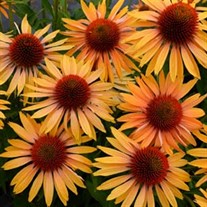 'Big Kahuna' Coneflower
