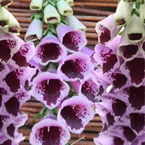 'Sugar Plum' Foxglove