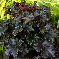 'Black Taffeta' Heuchera Coral Bells