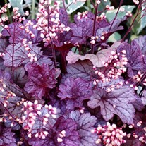 'Shanghai City™ Series Coral Bell