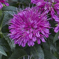 'Pardon My Purple' BEE BALM
