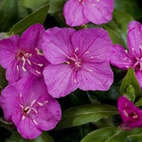 'Glowing Magenta' EVENING PRIMROSE