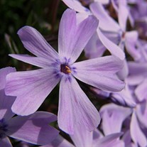 Creeping Phlox 'Purple Beauty'