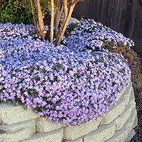 Creeping Phlox 'Blue Emerald'