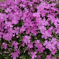 Creeping Phlox 'Emerald Pink'