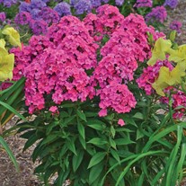 'Glamour Girl' Tall Phlox
