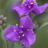 'Concord Grape' Spiderwort