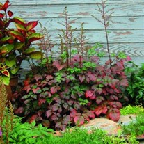 'Color Flash' False Sprirea