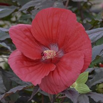 'Midnight Marvel' ppaf Rose Mallow