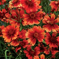 'Desert Coral' Hardy Jewel™ Series Tickseed