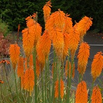'Mango Popsicle™' HOT POKER
